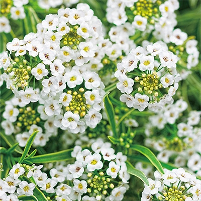 スーパーアリッサム フロスティーナイト