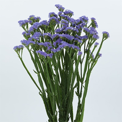 春待ち（R）苗 春待ち（R）苗 スターチス エリオット スカイブルー