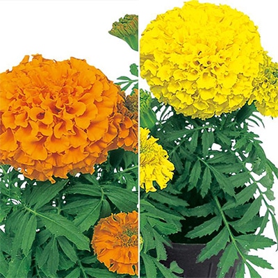 ジフィーセブンC苗 マリーゴールド ディスカバリー 2種セット