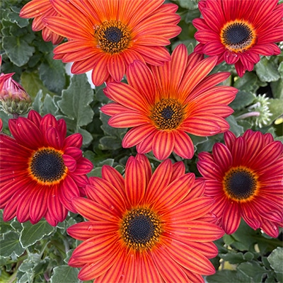 アークトチス プルミエ カーネリアン