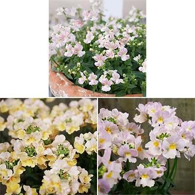 冬を彩るネメシア 3種セット