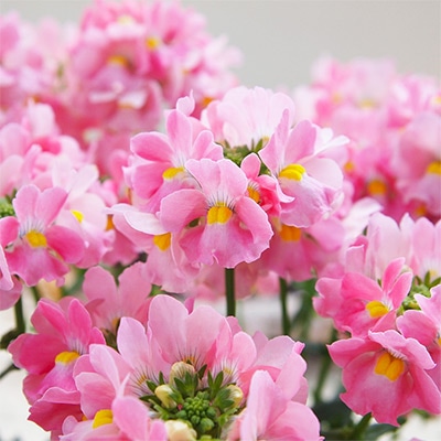 ネメシア メーテル エレーヌ