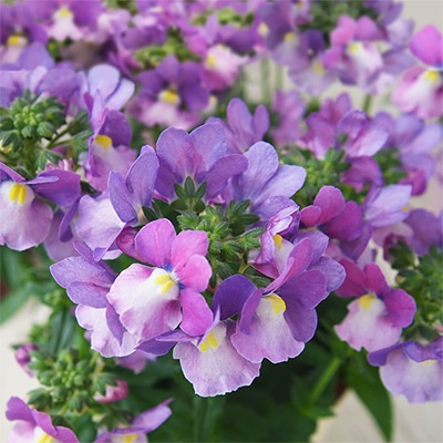 ネメシア メーテル ミステリックブルー