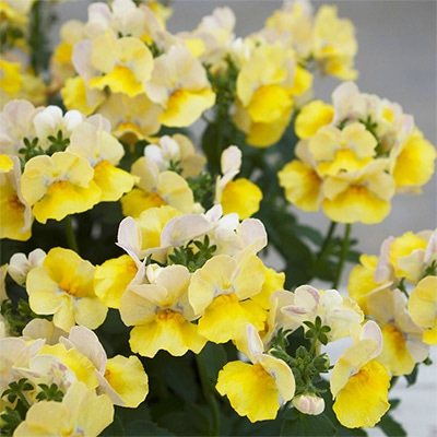 ネメシア メーテル ターメリック