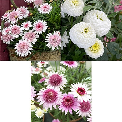 マーガレット 3種セット