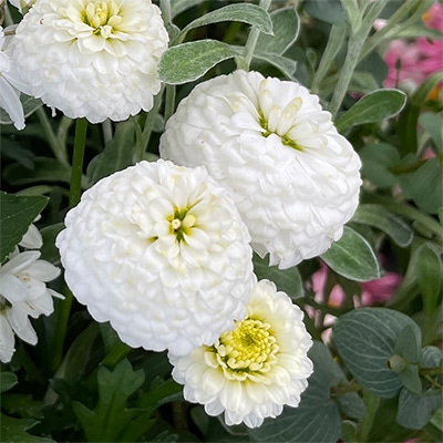 マーガレット マルコロッシ