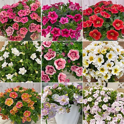 彩り豊かなカリブラコア 9種セット