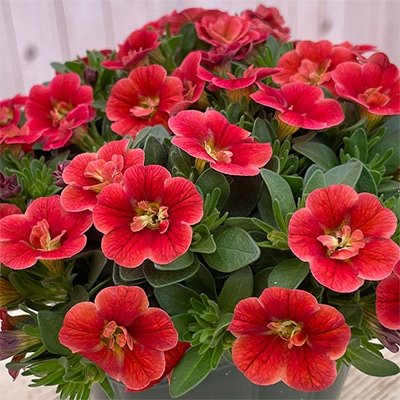 カリブラコア ロマンス