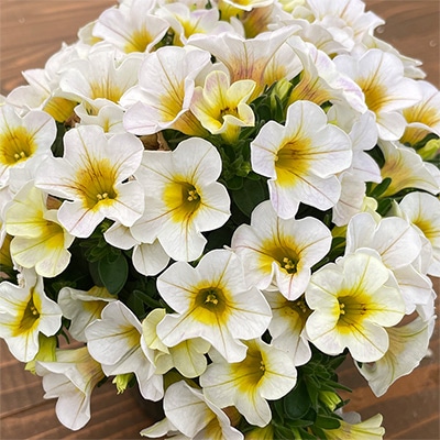 カリブラコア セレスティン