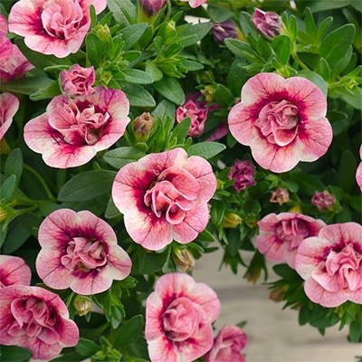 カリブラコア キューピットピンク