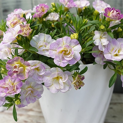 カリブラコア 17歳（セブンティーン）