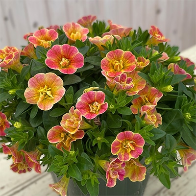 カリブラコア エミリ