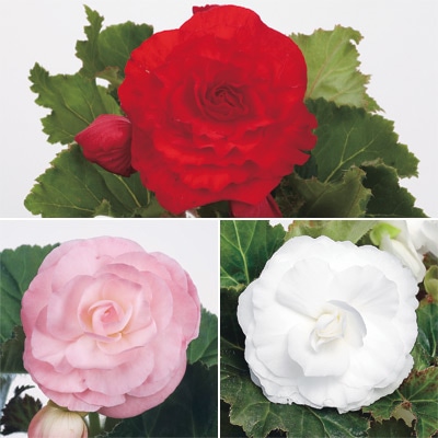 フォーチュンベゴニア(R)  3種3株