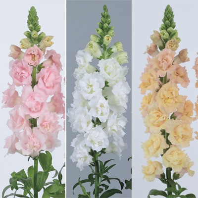 連結パック苗 キンギョソウ スナップスター 3種セット