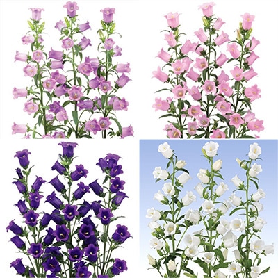 連結パック苗 カンパニュラ チャンピオンiQ 4種セット