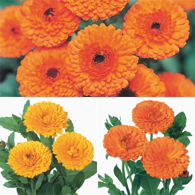 連結パック苗 キンセンカ 切り花向き 3種セット