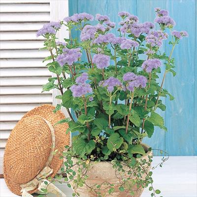 アゲラタム トップブルー