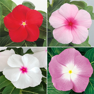 ニチニチソウ サンダー(R) 4種セット