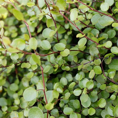 ワイヤープランツ