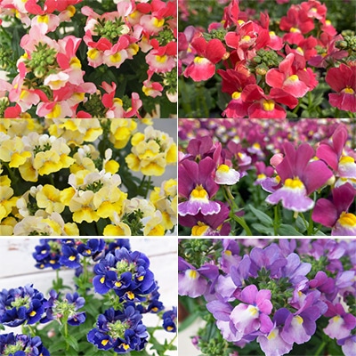 観賞期間が長い香りのネメシア メーテル 6種セット