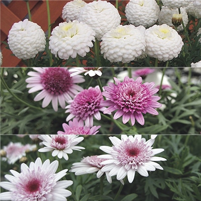 マーガレット 白玉あずき 3種セット