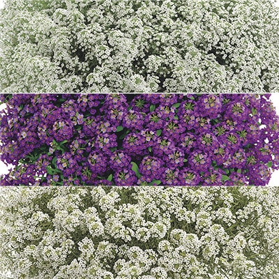 スイートアリッサム スーパーアリッサム 3種セット