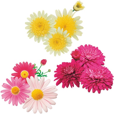 マーガレット 春パフェ 3種セット