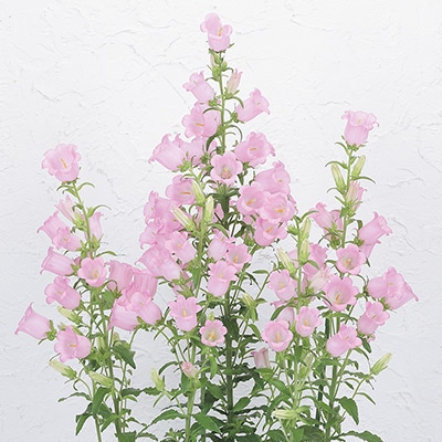 春待ち（R）苗 カンパニュラ チャンピオンiQ ピンク