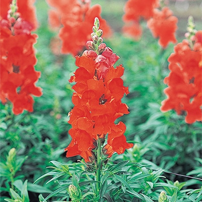 春待ち（R）苗 キンギョソウ ソネット オレンジスカーレット