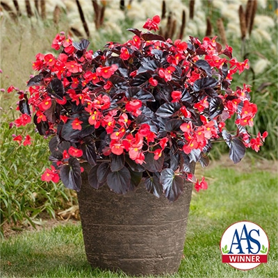ベゴニア バイキング（R）XL レッドオンチョコレート