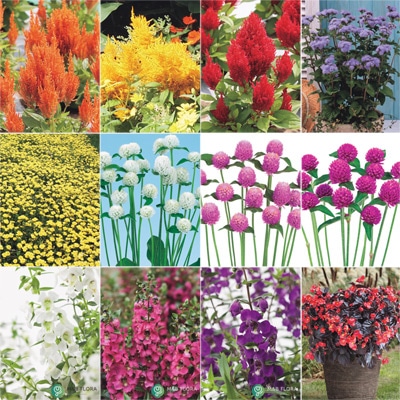 暑さOK！ 12種セット