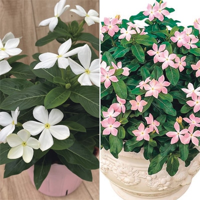 ニチニチソウ 初恋純粋 2種セット