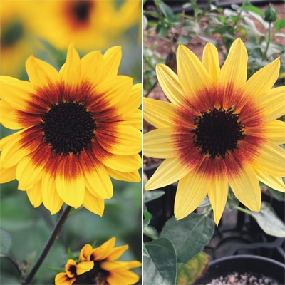 ヒマワリ サンビリーバブル 2種セット