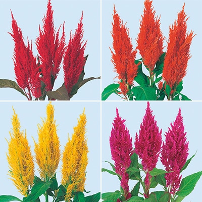 セルトップ(R)苗 4月お届け ケイトウ センチュリー 4種セット