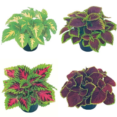 連結パック苗 5月お届け コリウス ゴリラJr. 4種セット