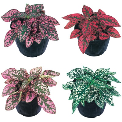 連結パック苗 5月お届け ヒポエステス コンフェッティ 4種セット