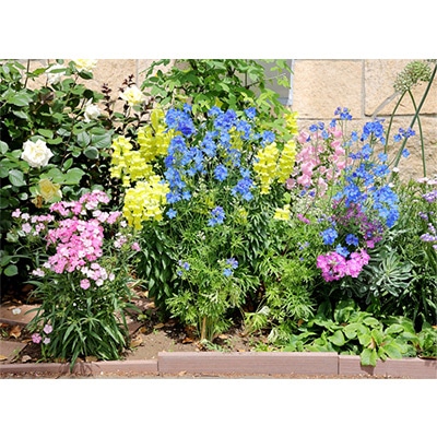 春待ち（R）苗 デルフィニウム花壇セット