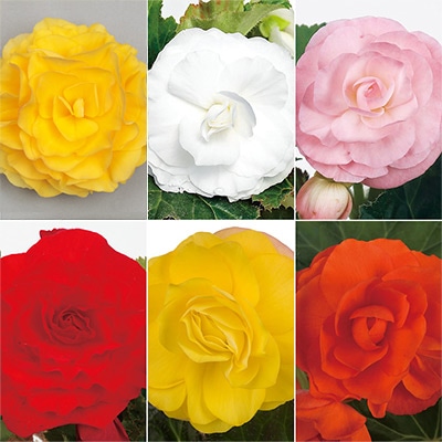 フォーチュンベゴニア(R) オールスター 6種セット