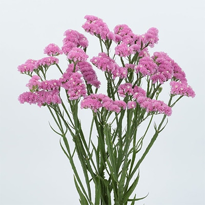 春待ち（R）苗 スターチス エリオット ディープローズ