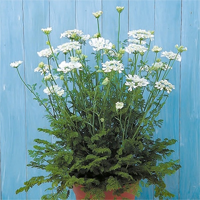 春待ち（R）苗 オルレア