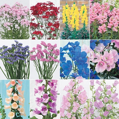 春待ち（R）苗 オールスター 12種セット