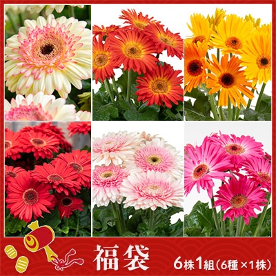 ガーベラ ジョイベラ 福袋 6種セット
