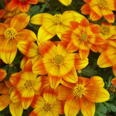 ビデンス 天使のきらめき