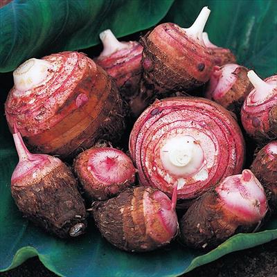 サトイモ セレベス