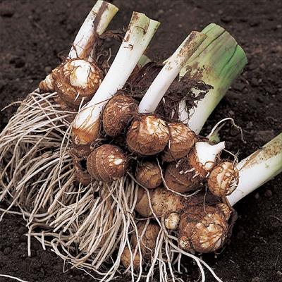 サトイモ 大野イモ