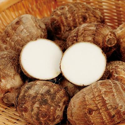 サトイモ 大和早生