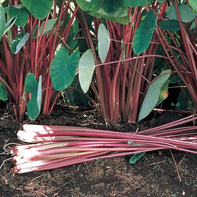 サトイモ 八ツ頭