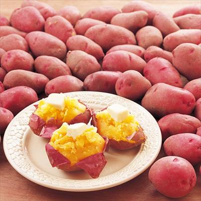 ジャガイモ レッドムーン タネイモ