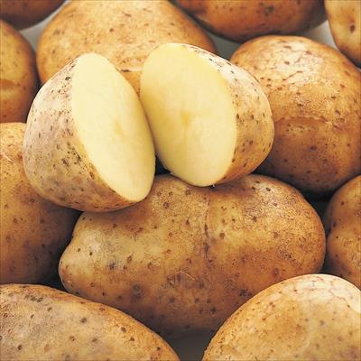 ジャガイモ 十勝こがね タネイモ