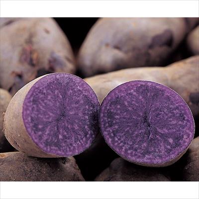 ジャガイモ シャドークイーン タネイモ